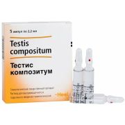 Тестис композитум (Testis compositum)